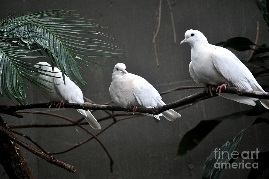 Nature Photograph - White Dove by M J
