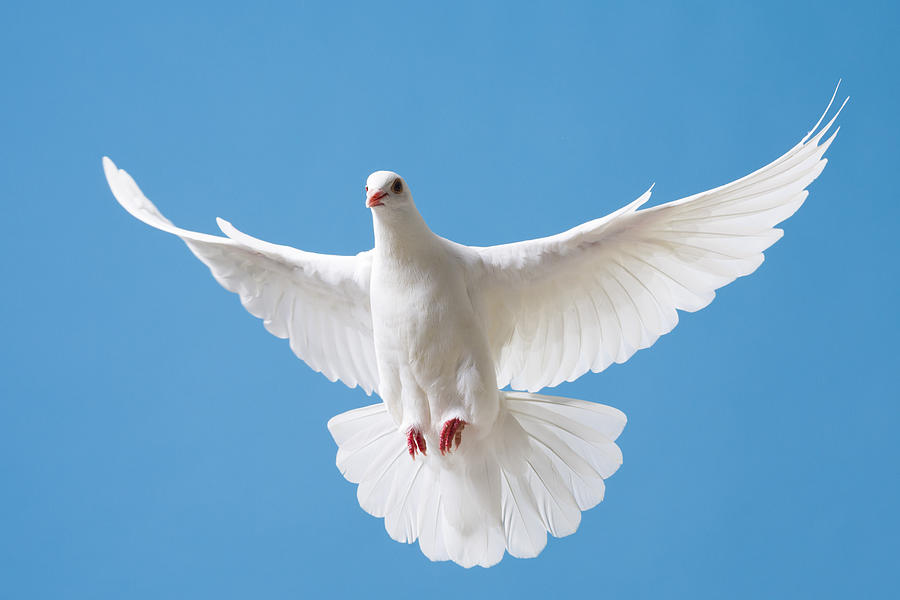 White dove with outstretched wings on blue sky Photograph by Proxyminder