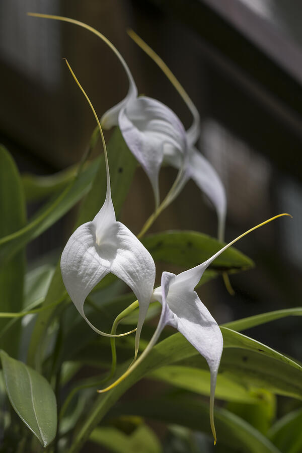 Orchid Photograph - White Orchids by Bruce Frye