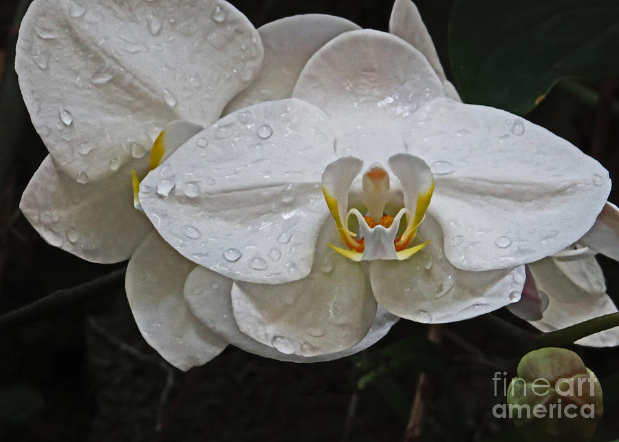 White Dream Orchid Photograph by Dawn Gari