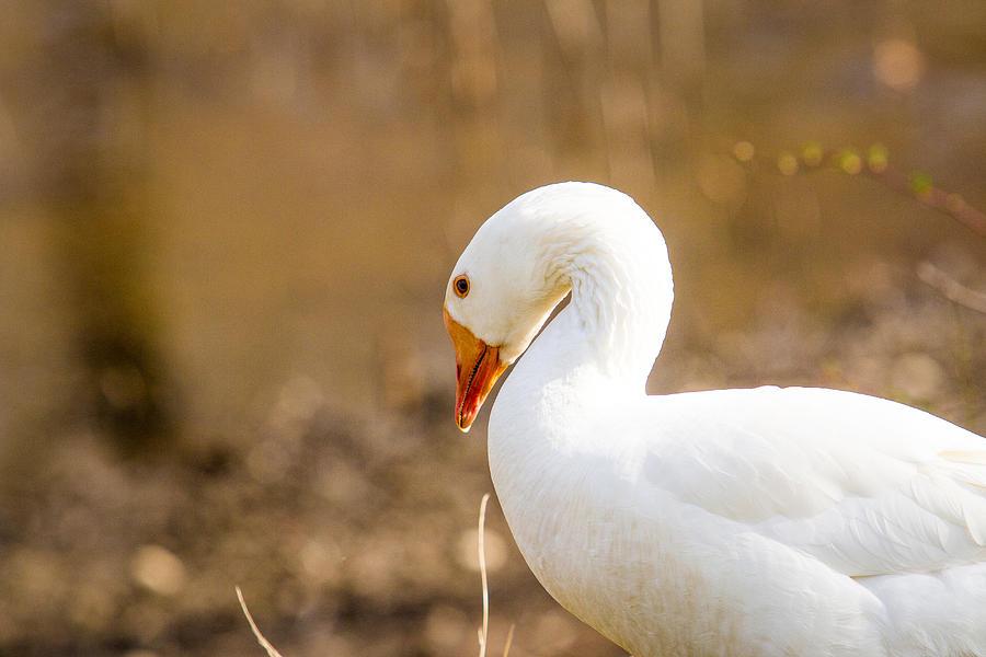 White Duck Photograph by Eleanor Abramson