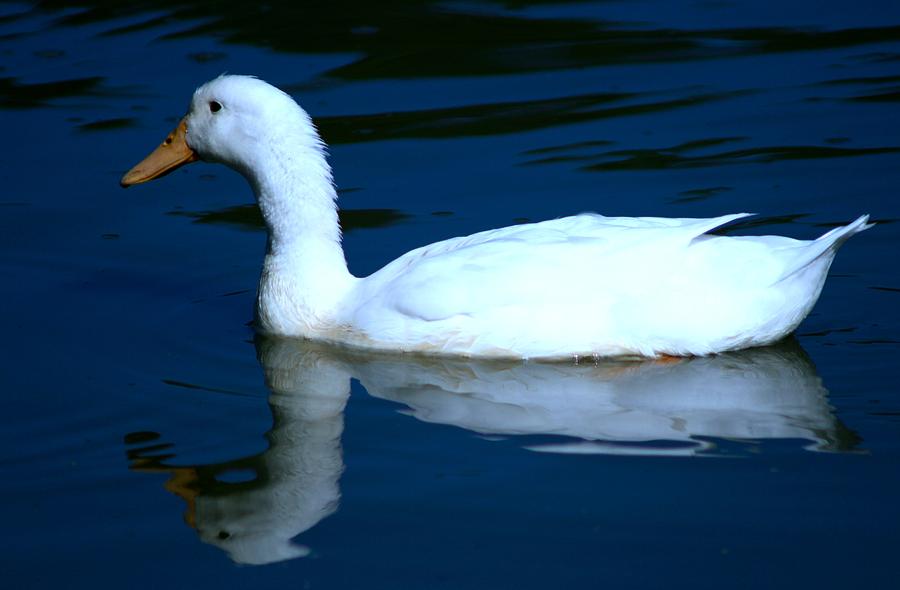 white duck