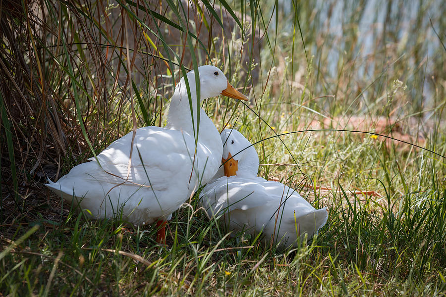 White Ducks Photograph by Doug Long