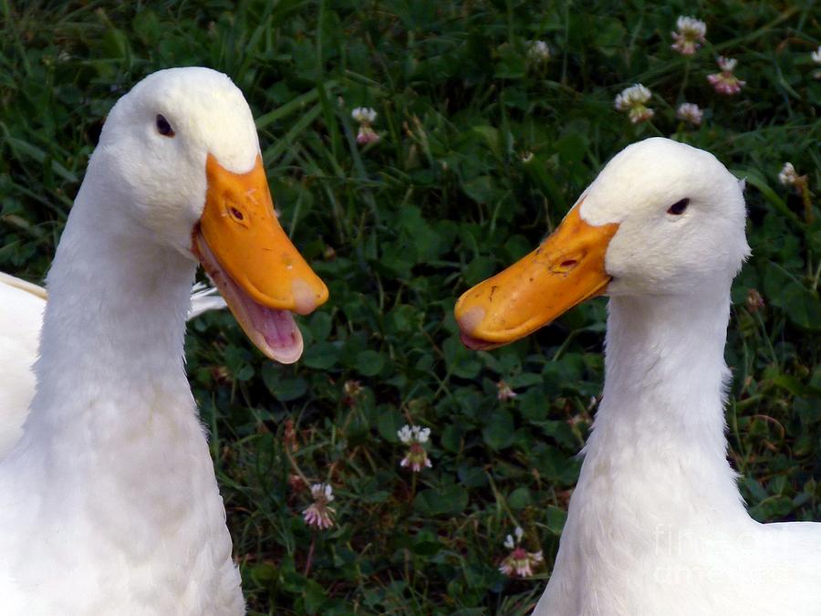 duck quacking