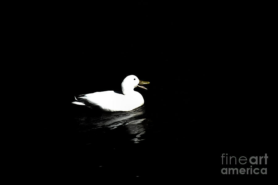 Duck Photograph - White Ducky in the night by Four Hands Art