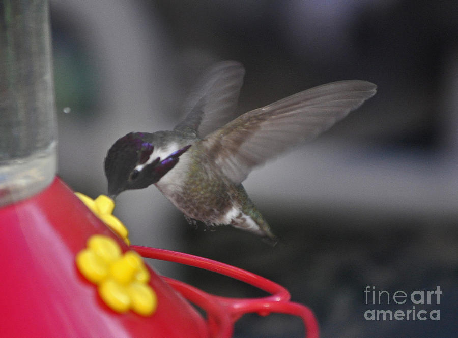 White Eared Hummer At Feeder Photograph by Jay Milo