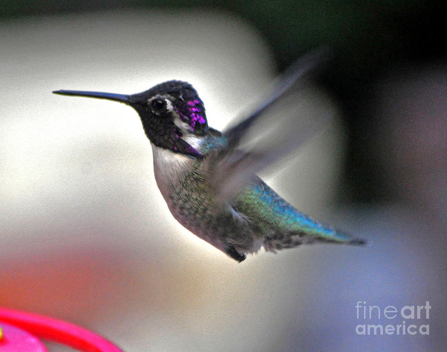 White Eared Male Costas Hummingbird Photograph by Jay Milo