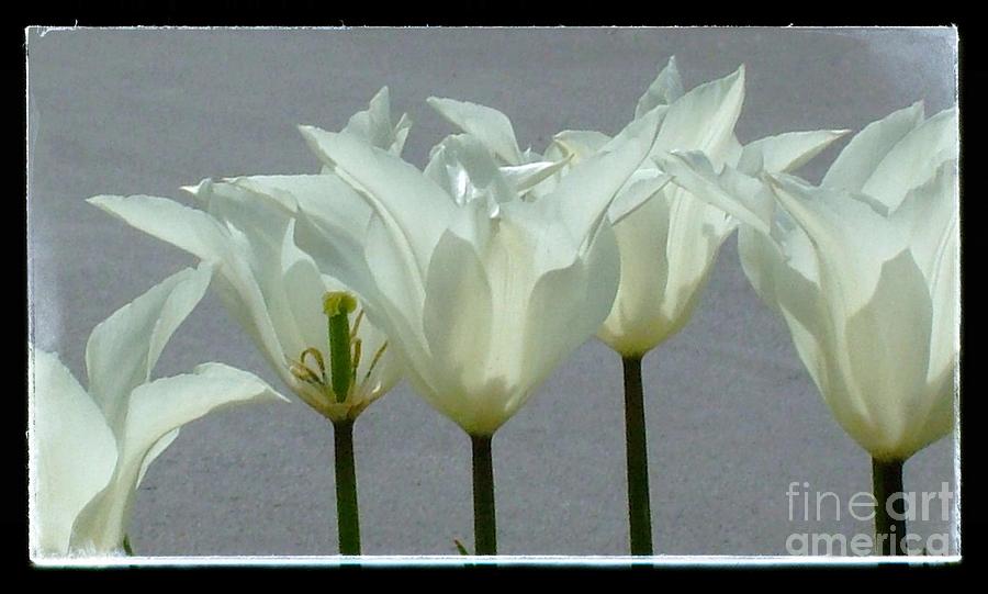 Tulip Photograph - White Early Dawn Tulips Black Border by Joan-Violet Stretch