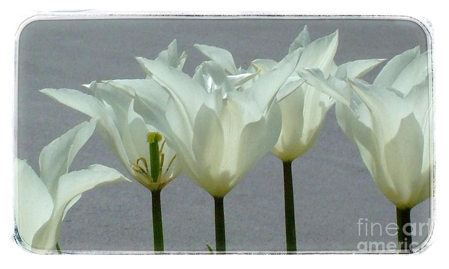 White Early Dawn Tulips White Bordered Photograph by Joan-Violet Stretch