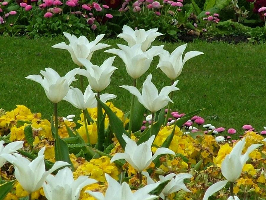 White Early Morning Tulips Photograph
