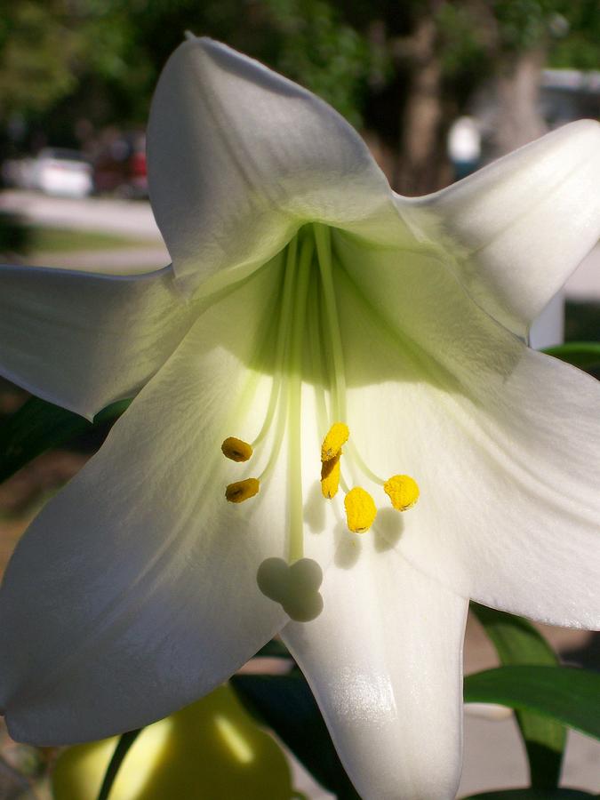 White Easter Lily Photograph by Belinda Lee