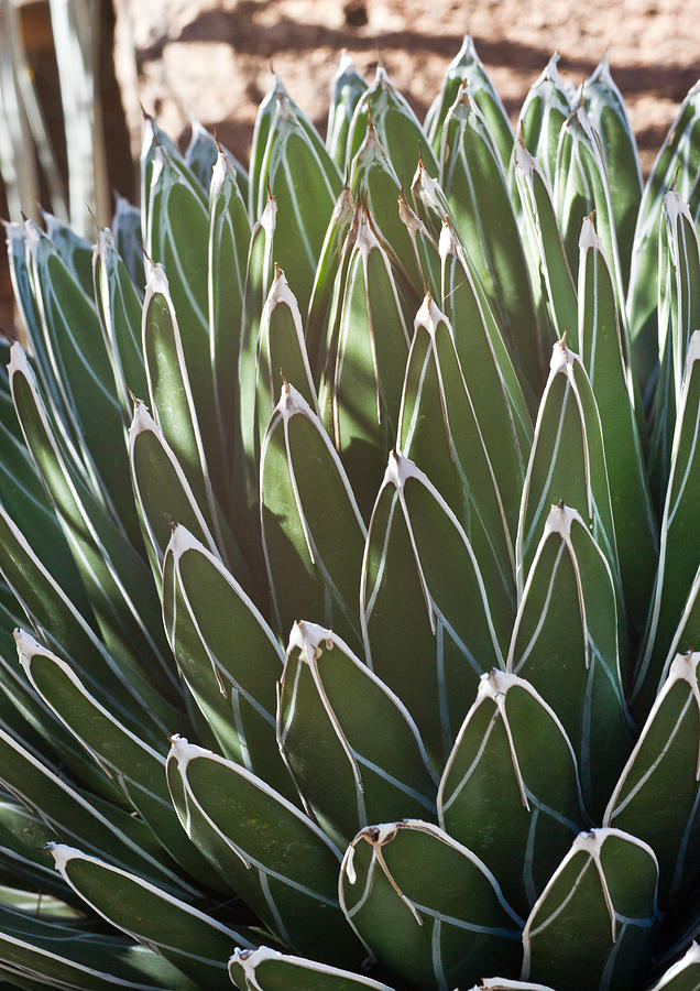 Cactus Photograph - White Edged Cactus Stems by Douglas Barnett