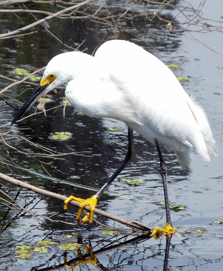 White Egret 1 Photograph by Sheri McLeroy