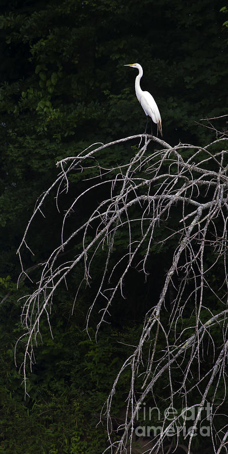Egret Photograph - White Egret   #9120 by J L Woody Wooden
