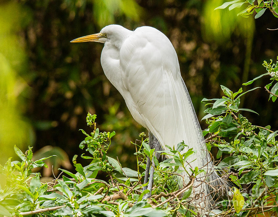 San Diego Zoo Photograph - White Egret A1912 by Stephen Parker
