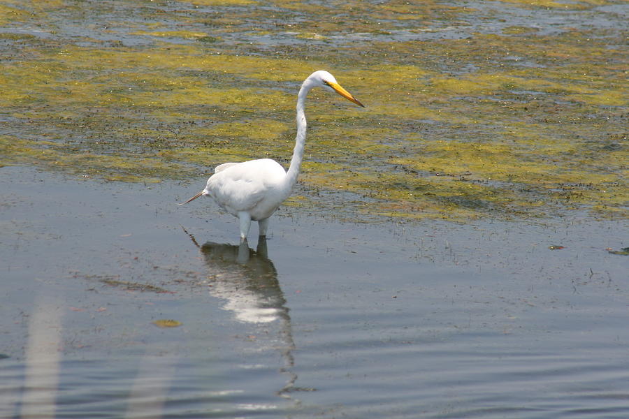 White Egret Photograph