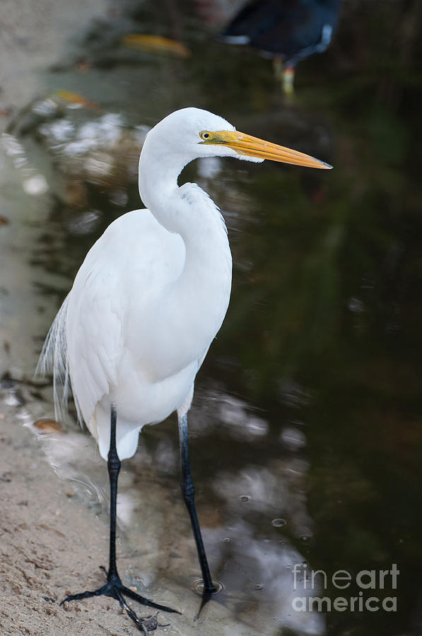 White Egret Photograph by Bianca Nadeau