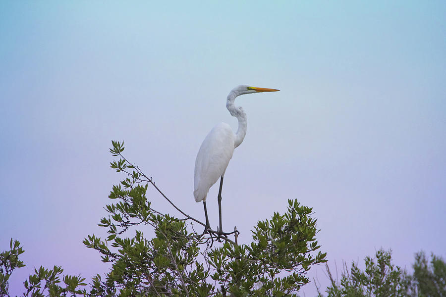 White Egret Bird Photograph by Daniela Duncan