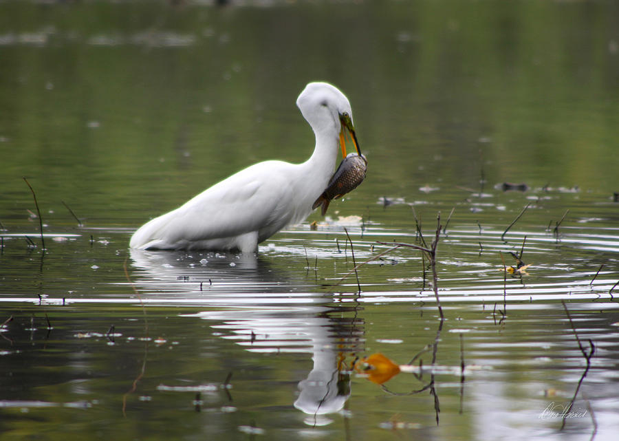 White Egret Fishing Photograph by Diana Haronis