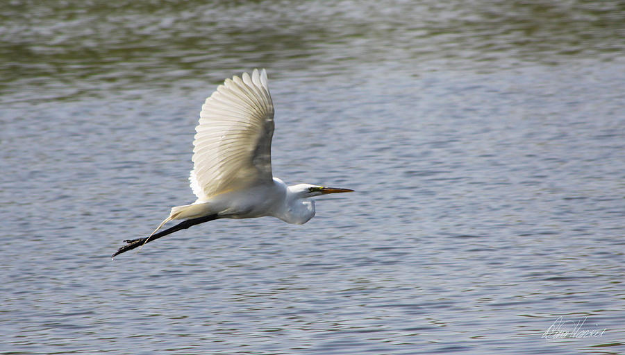White Egret Flying Photograph by Diana Haronis