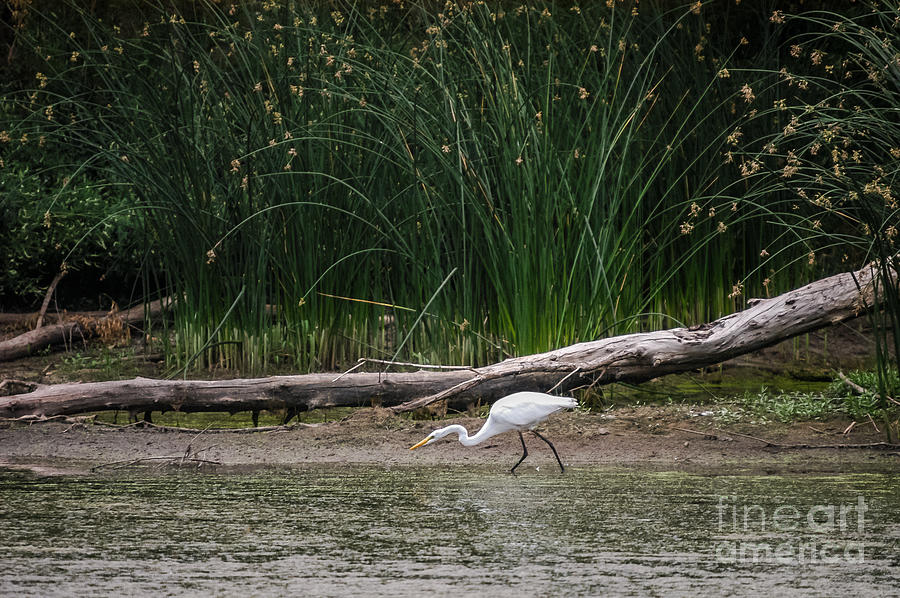 White Egret Hunting In Pond 1 Photograph by Al Andersen