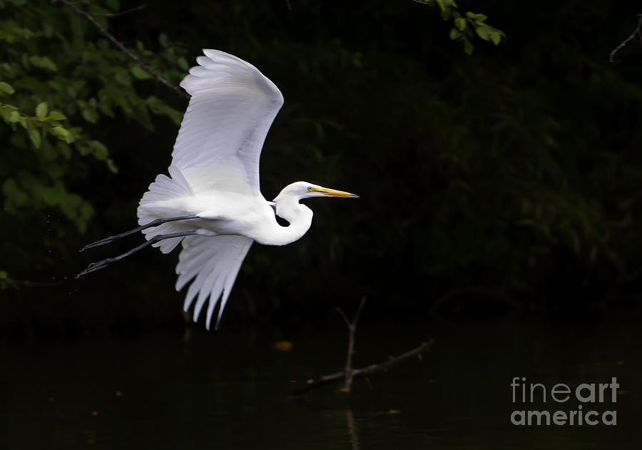 White Egret In Flight  #0717 Photograph by J L Woody Wooden