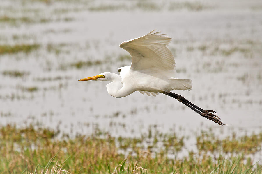 Egret Photograph - White Egret In Flight by Athena Mckinzie