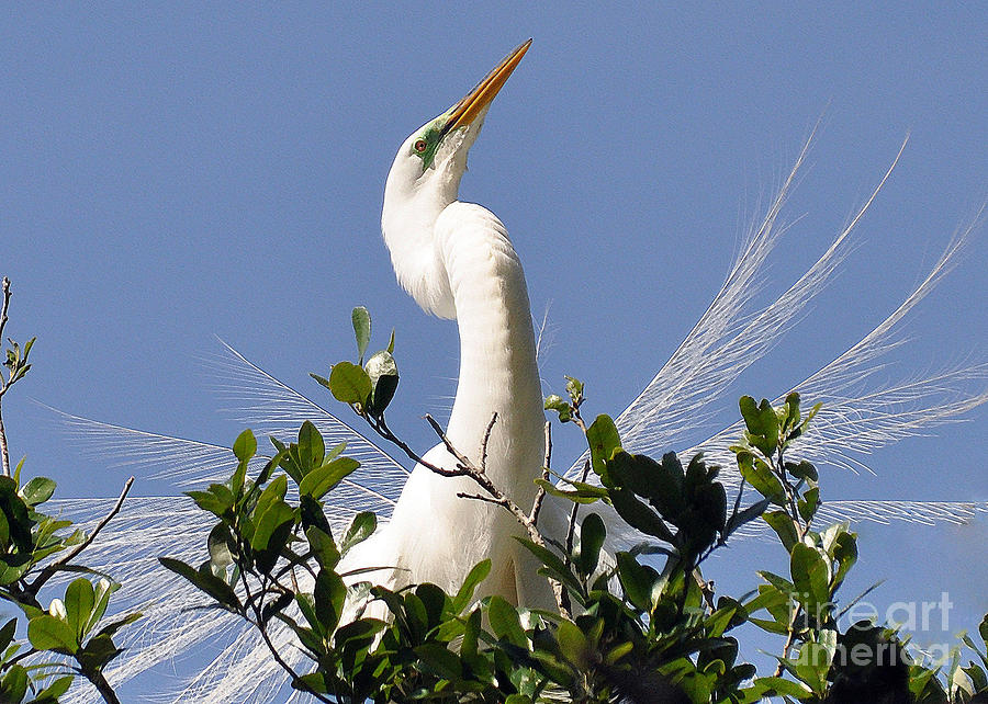 White Egret in Spring Photograph by Lydia Holly