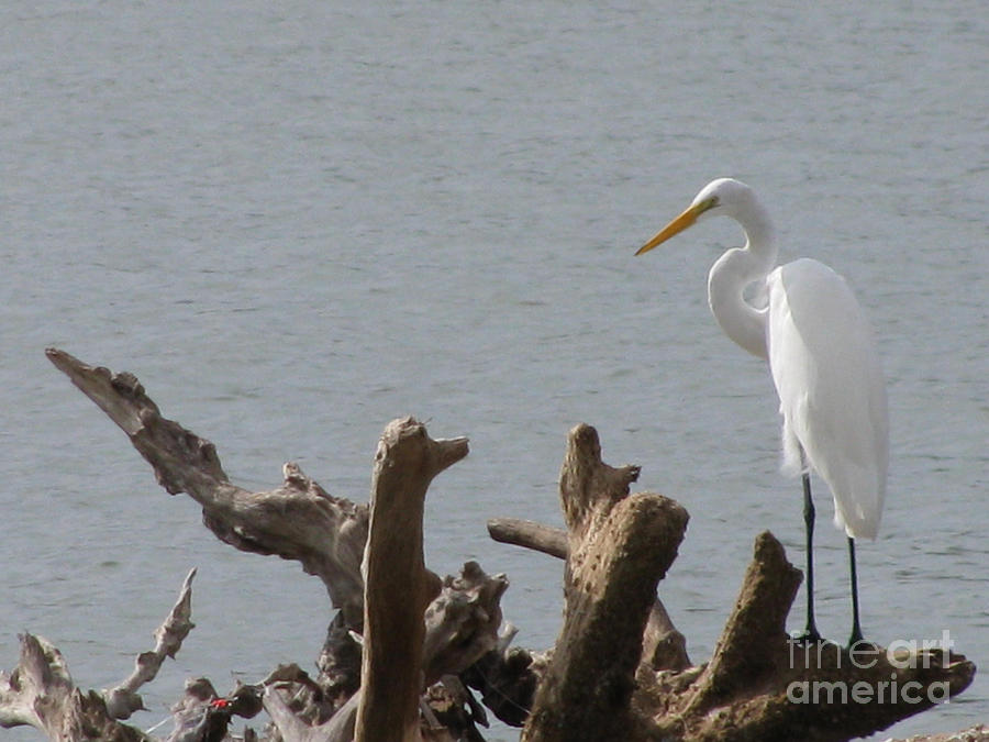 White Egret Photograph by Jimmie Bartlett