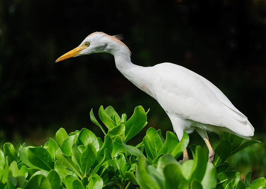 White Egret Photograph by John Johnson