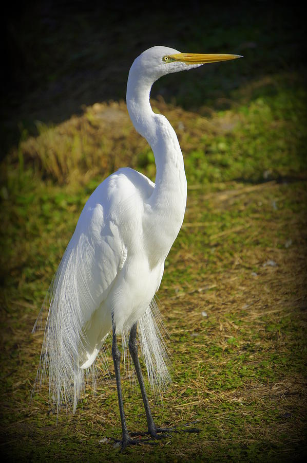 White Egret Photograph by Laurie Perry