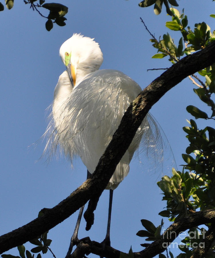 White Egret Photograph by Lydia Holly