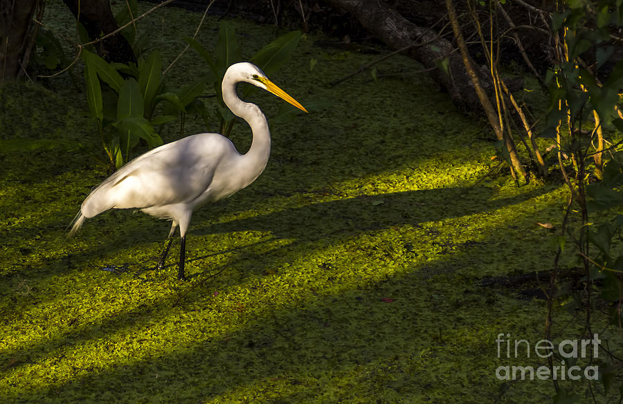 White Egret Photograph by Marvin Spates