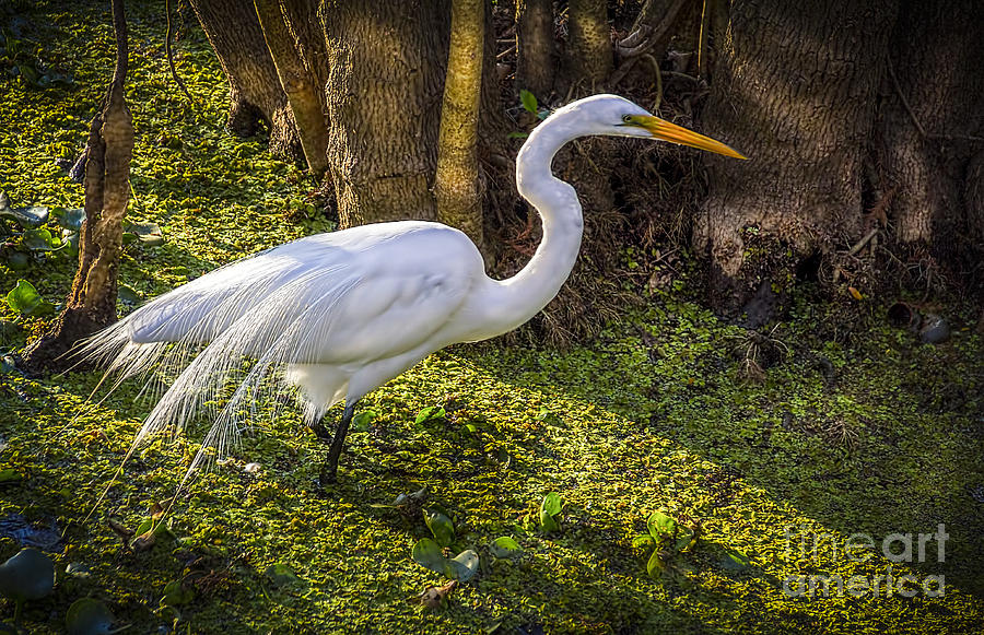 White Egret on the Hunt Photograph by Marvin Spates