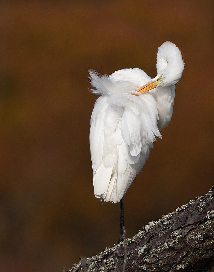 Nature Photograph - White egret preening by Jack Nevitt