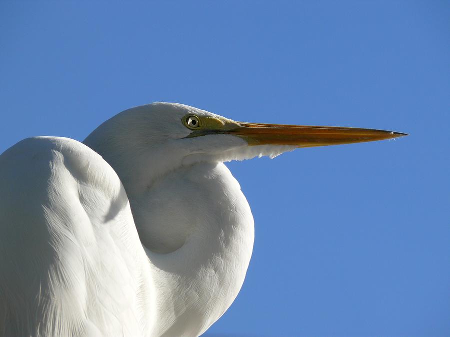 White Egret Profile Photograph by Susan Duda