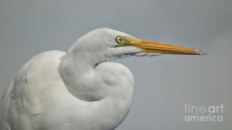 White Egret Photograph by Tammy Chesney