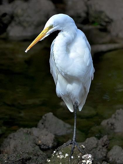 White Egret Photograph by Walt Sterneman