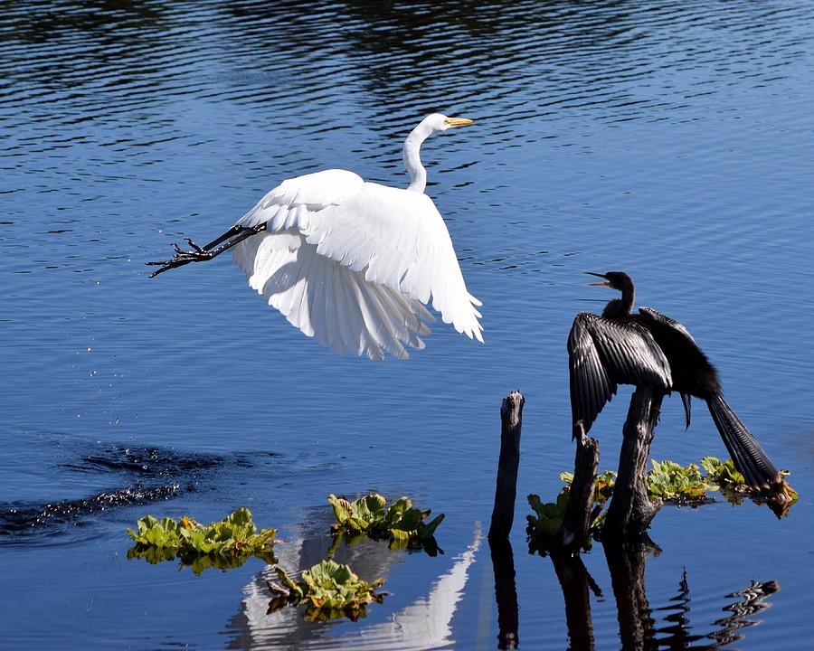 White Egret with Cormorant Photograph by Sheri McLeroy