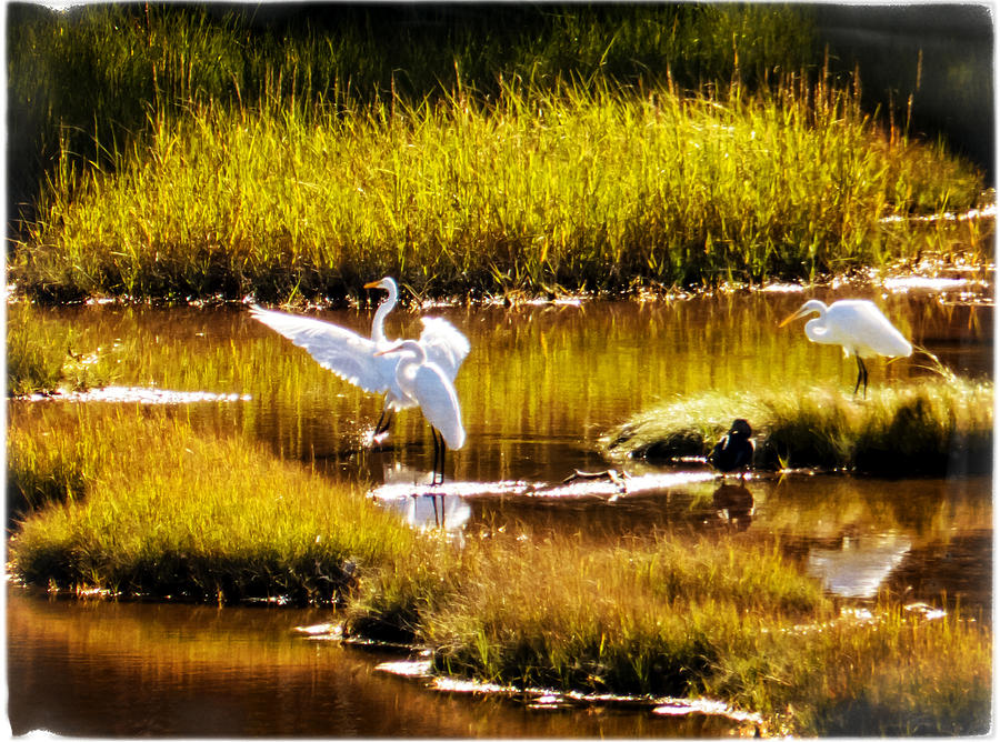 White Egrets Photograph by Frank Winters