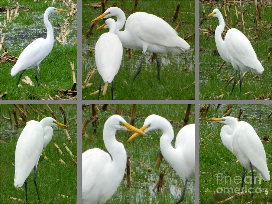 White Egrets Photograph by Gallery Of Hope 