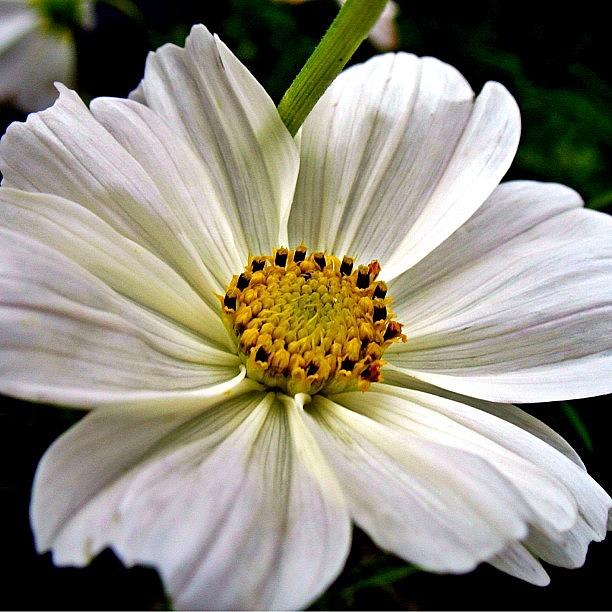 Nature Photograph - White Elegant Flower  by Katie Phillips