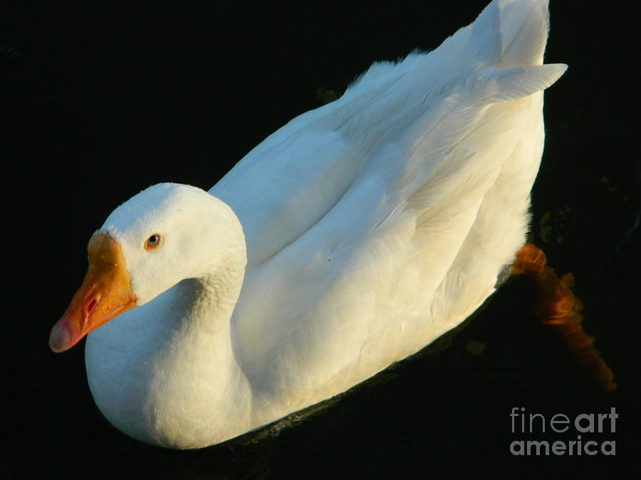 White Embden Goose  Photograph by Emmy Vickers