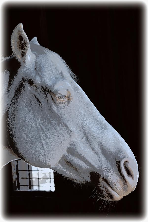 White Equine Profile Photograph by Sheri McLeroy