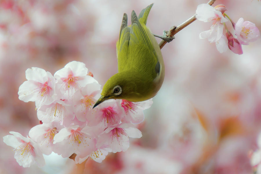 White-eye And Cherry Blossoms Photograph by I Love Photo And Apple.