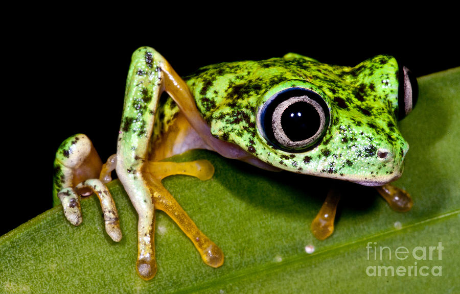 White-eyed Leaf Frog Photograph by Dante Fenolio