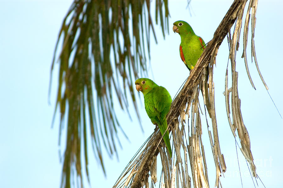 White-eyed Parakeets, Brazil Photograph by Gregory G. Dimijian, M.D.