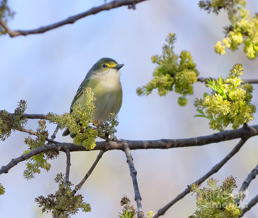 White-eyed Vireo Photograph by Cathy Alba