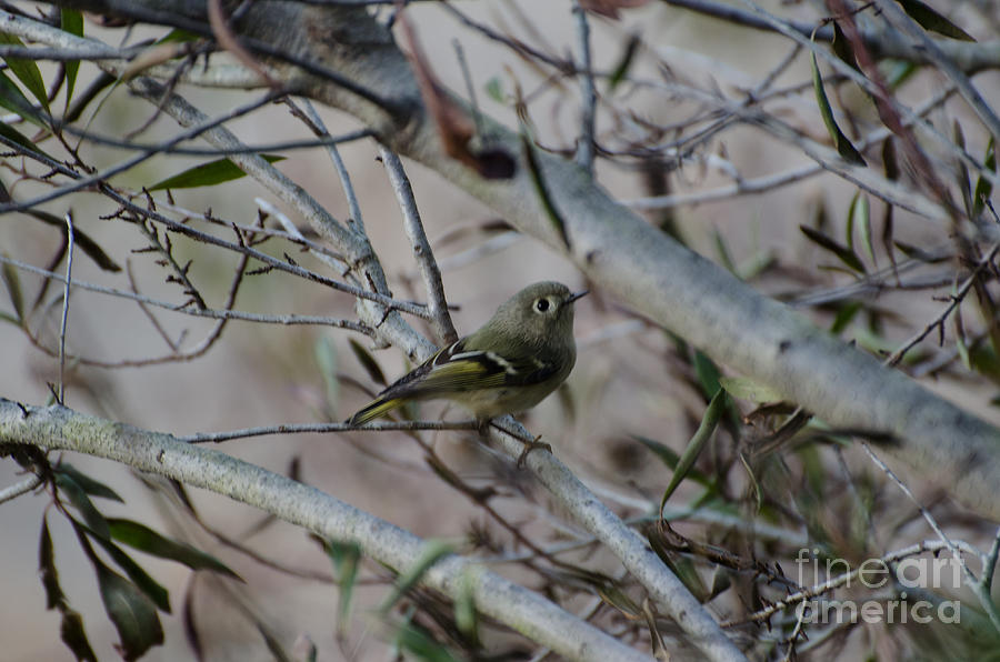 White-Eyed Vireo Photograph by Donna Brown
