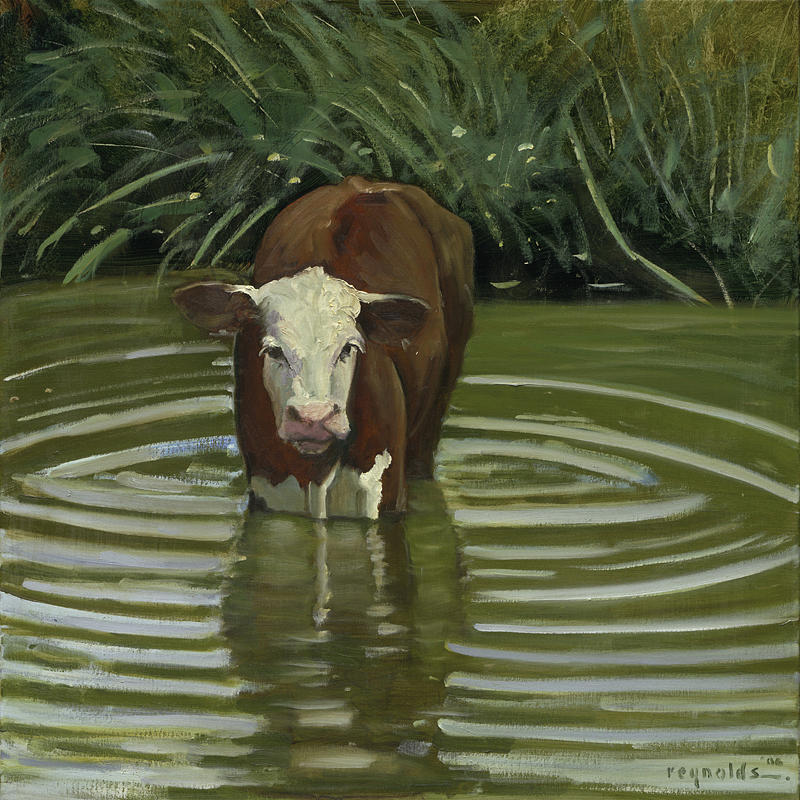 White Face Herford in the Pond Painting by John Reynolds